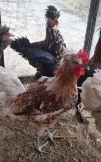 خروس سلطان۵ماهه