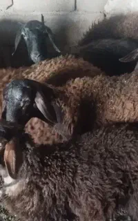 بره قوچی هترو