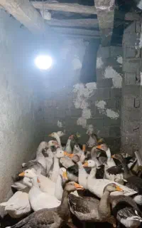 فروش غاز