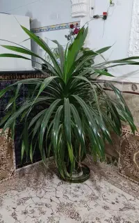 گل بزرگ طبیعی مناسب همه اماکن