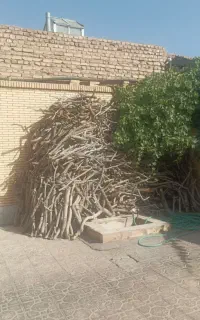 چوب پسته
