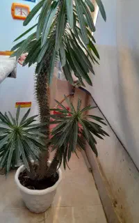 گل نخل ماداگاسکار