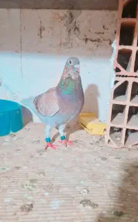 پرنده