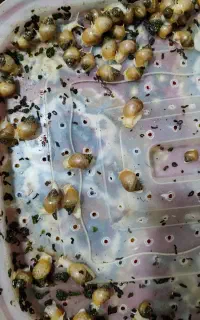 حلزون آچاتینا