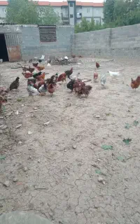 مرغ و خروس قاطی ۵ ماه هستن