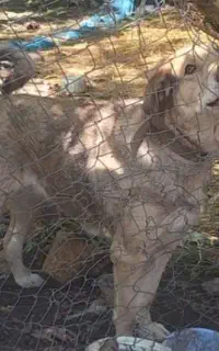 سگ نگهبان
