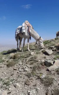 مادیان