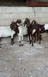 بز.بزغاله.بزپاکستانی