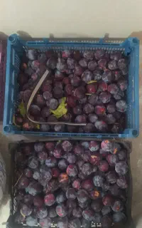 الو قرمز