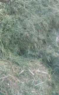 بذر ذرت پنبه یونجه نخود فرنگی کاه یونجه