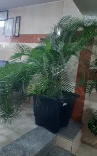 فروش گل سیکاس