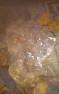 طلای واقعی زنده