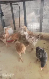 ۷ عدد جوجه برهما ی اصل
