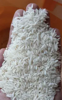 برنج طارم امساله