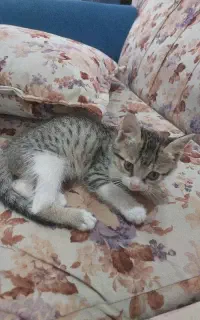 واگذاری بچه گربه