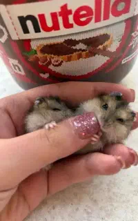 همستر مینیاتوری