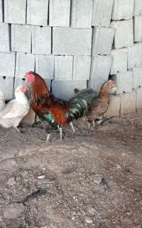 سلام شیش عدد مرغ