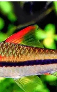 ماهی ردلاین