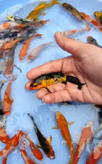 ماهی کوی سوپر باله
