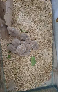 همستر های شیطون پر جنب و جوش