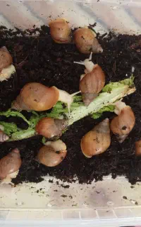 حلزون طبی