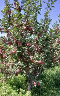 خرید انواع.سیب درجه یک وضایعاتی روی درخت