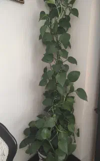 گل پتوس دومتره