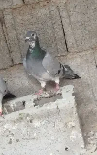 کبوتر