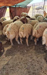 بره پروال