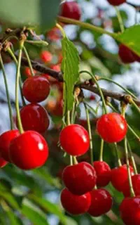 دنبال کار میگردم