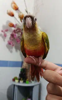فروش گرینچیک