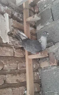 نقره ای ساده هفت رنگ یا عودی