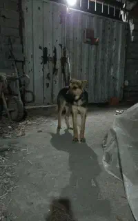 فروش سگ ژرمن شپرد فوری