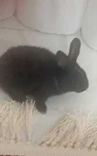 بچه خرگوش
