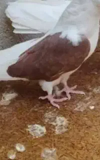 کبوتر شازده دو کت ویک کت
