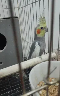 عروس هلندی نر