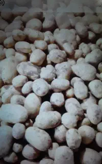 سیب زمینی دامی