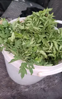 نهال گوجه