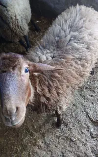 بره