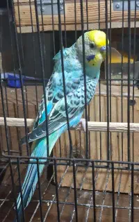 دو عدد مرغ عشق نر
