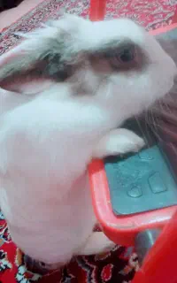 خرگوش باهوش