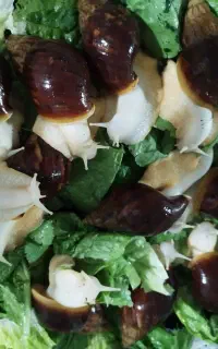 حلزون  های زیبا و سالم جید و آلبینو و روداتسی