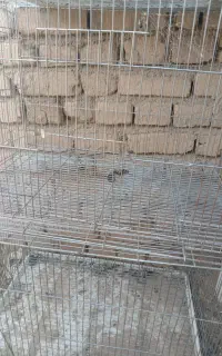 قفس پرنده