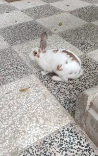 خرگوش