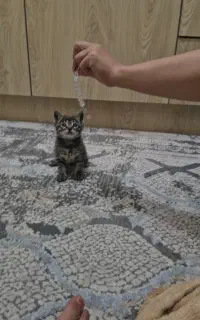 واگذاری بچه گربه dsh پسر ۴ ماهه