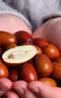 نهال عناب خرمایی بدون خار