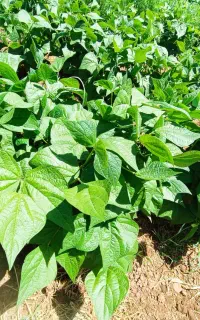 لوبیا سبز تازه