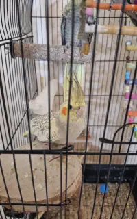 عروس هلندی