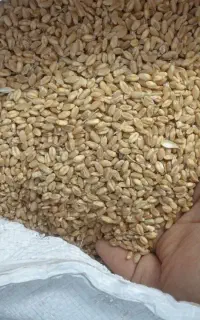 خریدار گندم...