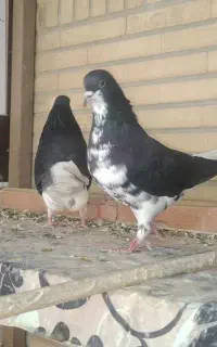 کبوتر رنگی